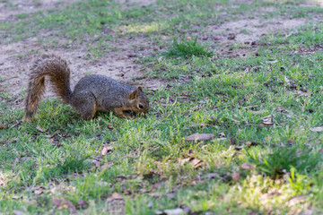 Naklejka na ściany i meble A grey squirrel searching for food on grassland under shadow and sunlight