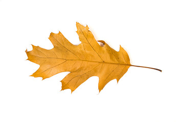 Fallen autumn leaf of a tree on white