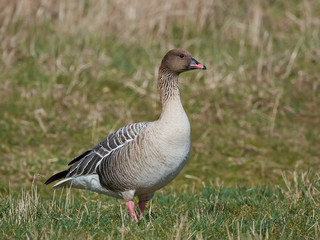 Pink-footed goose (Anser brachyrhynchus)