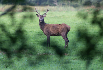 View of Red stag deer in the distance through the bushes, Killarney national park, Ireland