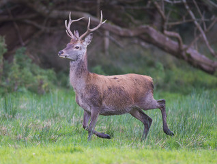 Male red stag deer running out of the forest in Killarney national park, Ireland