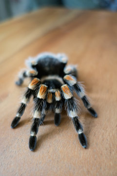 Mexican tarantula
