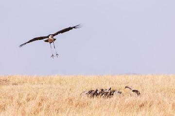 storks and vultures in Masai Mara in Kenya, Africa
