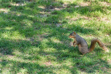 Cute squirrel standing under shadow and sunlight