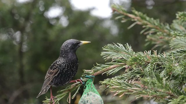 starling feeding on bird fat ball in winter 