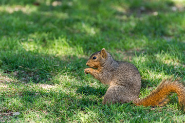 Naklejka na ściany i meble Close-up of cute squirrel under shadow and sunlight