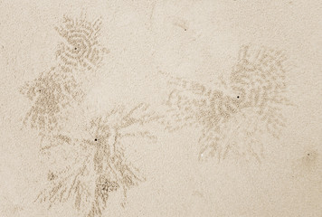 crab hole background texture