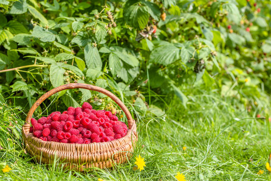 Basket of raspberries in the garden under raspberry bushes