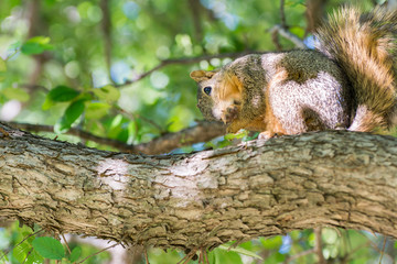 Grey squirrel licked up its feet on a tree under sunlight