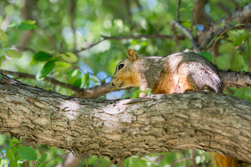 Grey squirrel climbing on a tree under sunlight
