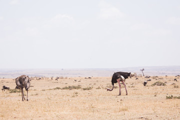 ostriches in Masai Mara Kenya, Africa