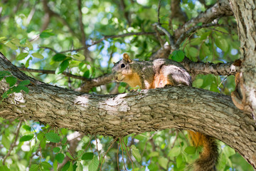 Grey squirrel standing on tree in the park.
