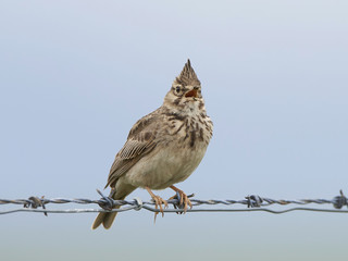 Fototapeta premium Crested lark (Galerida cristata)