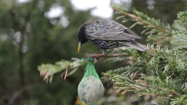 starling feeding on bird fat ball in winter 