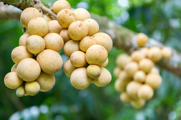 Langsat fruit on the tree in Thailand