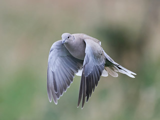 Eurasian collared dove (Streptopelia decaocto)