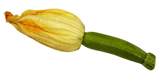 Macro photo of a zucchini flower, isolated on white