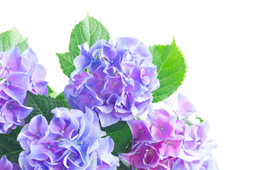 blue and violet fresh hortensia flowers with green leaves close up isolated on white background