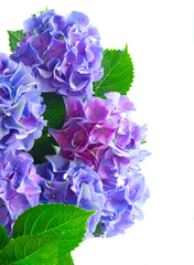 blue hortensia fresh flowers with fresh green leaves border isolated on white background