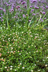 Red Valerian, Centranthus Ruber.