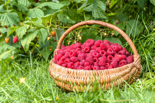 Fresh raspberry basket in the garden