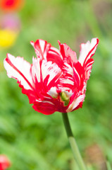 garden Tulip