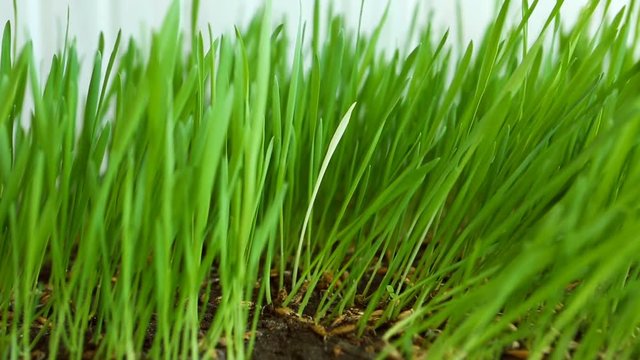 Personality in the crowd. White blade (alien) among Green Grass. Originality in the team (collective).  The courage to be yourself. White in the minority among the green. Search for individualities