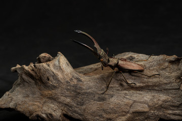 Stag Beetle, Dried Beetle,