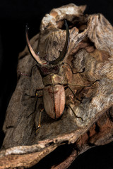 Stag Beetle, Dried Beetle,