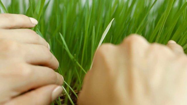 Personality in the crowd. White blade (alien) among Green Grass. Originality in the team (collective).  The courage to be yourself. White in the minority among the green. Search for individualities