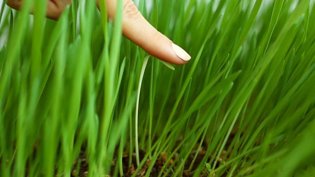 Discrimination Social concept: White blade among Green Grass (removing unwanted weeds). The Suppression of Individuality, racism. Stand out of a crowd. Oppression of the individual in a collective