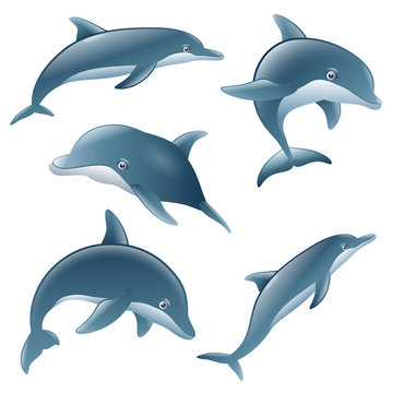 set of cartoon dolphin show on white