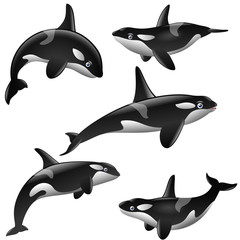 set of cartoon killer whales show on white