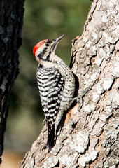 Birds by Glen Novinger from around the world.