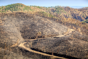 Burnt forest landscape