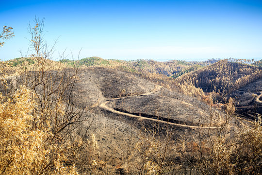 Burnt forest landscape
