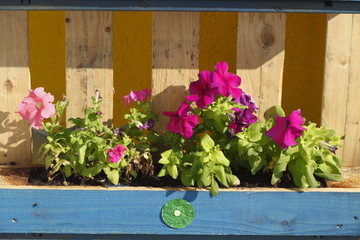 Fototapeta premium Blumenkasten