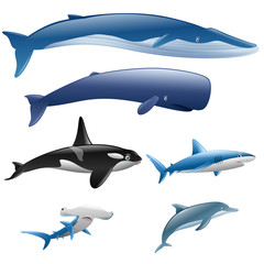Set marine mammals. Blue whale, sperm whale, dolphin, orca