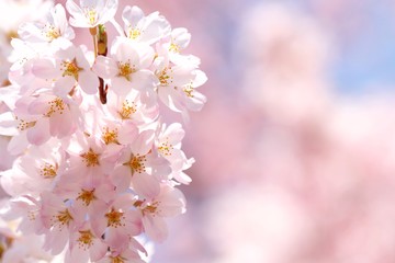 Fototapeta premium 桜（ジンダイアケボノ）