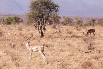 Naklejka na ściany i meble impala, in samburu kenya