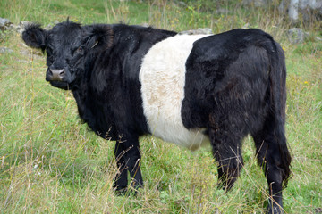Le Belted Galloway est une race bovine patrimoniale originaire de Galloway dans le sud-ouest de l& 39 Écosse, adaptée à la vie sur les pauvres pâturages des hautes terres et les landes balayées par le vent de la région.