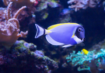 Fototapeta na wymiar Синяя рыба с белой грудкой