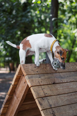 fox terrier dog catches the ball and jumps over barrier