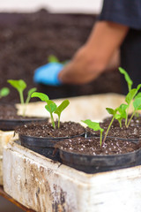 Modern greenhouse activity