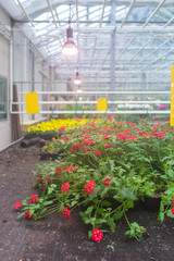 Modern greenhouse activity