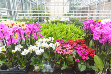 Modern greenhouse activity