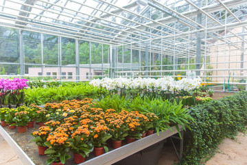 Modern greenhouse activity