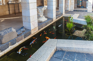 Koi Pond with Japan Colorful Carps Fishes