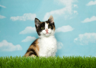 Adorable Calico kitten sitting in grass looking up,  blue background sky with white clouds. Copy space