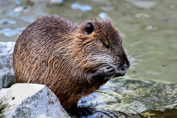 Biber - Beaver - Castorimorpha - Euarchontoglires